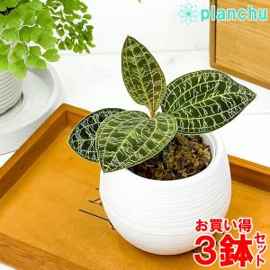 マコデスペトラ 花 ガーデニング の商品一覧 通販 Yahoo ショッピング