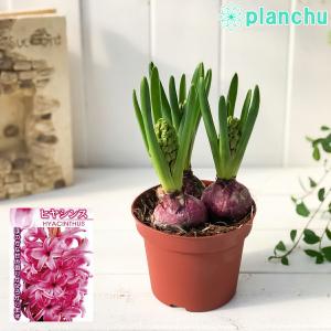 鉢花 ヒヤシンス 開花株 3球植え 赤色系 4号鉢 Hyacinthus orientalis｜planchu