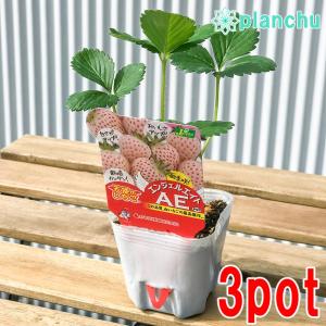 四季なりイチゴ 苗 の商品一覧 花 ガーデニング 通販 Yahoo ショッピング