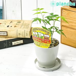 プランチュ Yahoo 店 ハーブ 野菜苗 Yahoo ショッピング