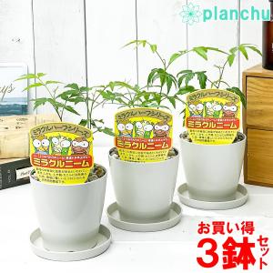 プランチュ Yahoo 店 ハーブ 野菜苗 Yahoo ショッピング