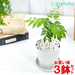 観葉植物 カレーの木 3.5号鉢 3鉢セット 受け皿付き 育て方説明書付き Murraya koenigii カレーリーフ カレーノキ ハーブ苗｜planchu