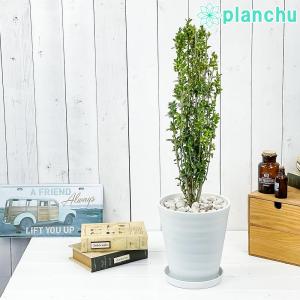 観葉植物 アイレクス スカイペンシル 6号鉢 受け皿付き Ilex crenata ‘Sky Pencil’ 庭木 植木 ツゲ イヌツゲ｜planchu