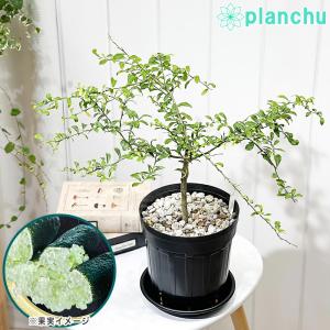 観葉植物専門店 プランチュ Yahoo!店 観葉植物専門店 プランチュ Yahoo!店
