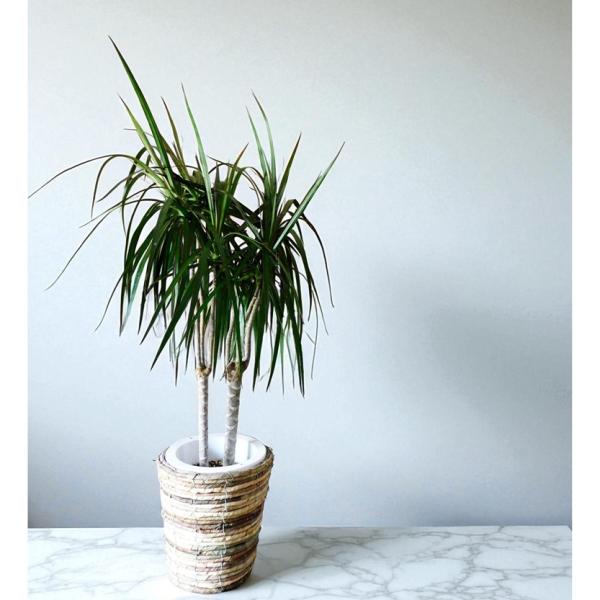 観葉植物 ドラセナ　コンシンナ 7号　鉢カバー付　スタイリッシュな細葉　カフェ風 ナチュラル　インテ...