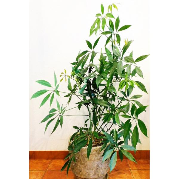 観葉植物 Schefflera シェフレラ コンパクタ silver pot