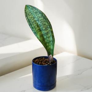 観葉植物 サンスベリア マッソニアーナ Sansevieria Masoniana 5号陶器