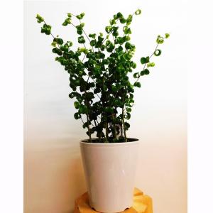 ベンジャミンバロック 花言葉 花 ガーデニング の商品一覧 通販 Yahoo ショッピング