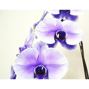 紫色の胡蝶蘭 パープル エレガンス 2本立ちの商品画像