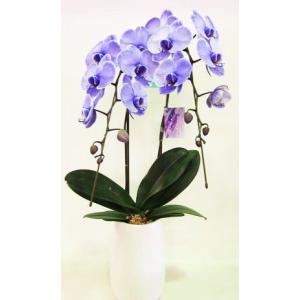 紫色の胡蝶蘭 パープル エレガンス 2本立ちの詳細画像2