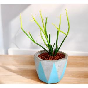 観葉植物 ミルクブッシュ green＆white 4号陶器鉢 ハイドロカルチャー