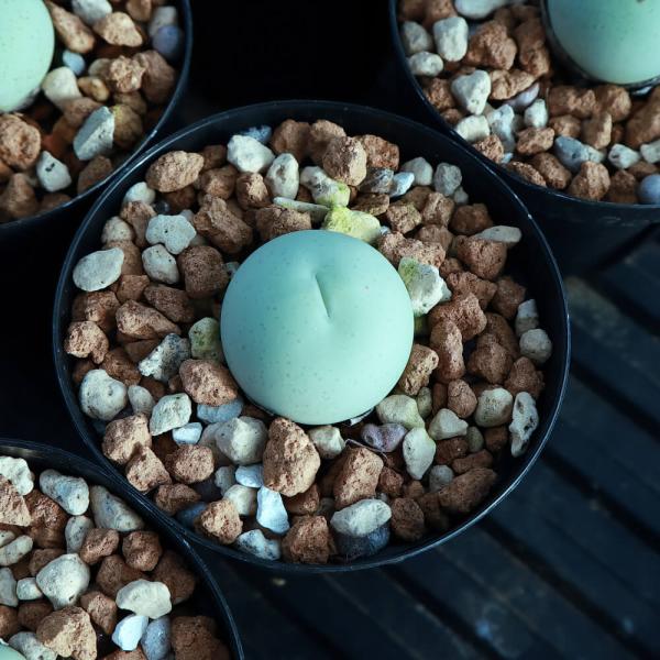 【植物】鉢植 コノフィツム・カルキュラス【】 Conophytum calculus