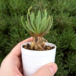 ケラリア ピグマエア 雄雌セット : 多肉植物のお店 彩香 Yahoo!店