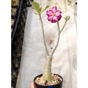 アデニウムの品種 サボテン 多肉植物 の商品一覧 花 ガーデニング 通販 Yahoo ショッピング