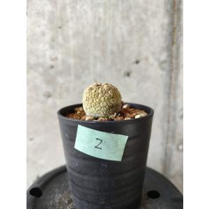 種子】プセウドリトス・ミギウルティヌス 10s Pseudolithos