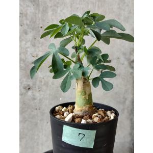 種子】アデニア・オバタ 5s Adenia ovata : プラント ブラザーズ