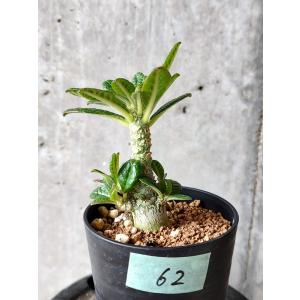 【植物】ドルステニア・ギガス 実生【C62】 Dorstenia gigas｜plant-brothers