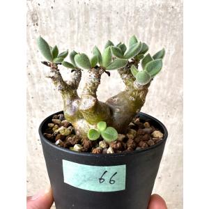 【現品限り】チレコドン・レウコスリクス【C66】 Tylecodon leucothrix【植物】塊根植物 冬型 コーデックス｜plant-brothers