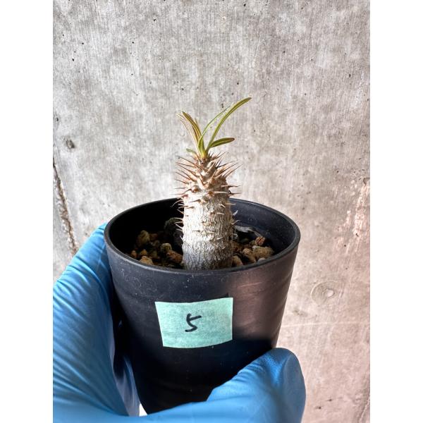 【現品限り】パキポディウム・グラキリス【A5】 Pachypodium gracilius【植物】塊...