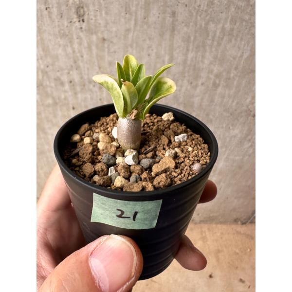 【現品限り】パキポディウム・レアリー【B21】 Pachypodium lealii【植物】塊根植物...
