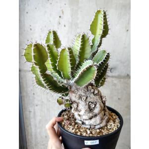 【現品限り】ユーフォルビア・ムランジーナ 現地株...の商品画像
