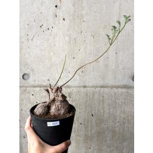 【現品限り】ペラルゴニウム・トリステ【AG37】 Pelargonium triste【植物】塊根植物 夏型 コーデックス