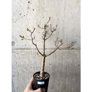 【現品限り】オトンナ・アルブスクラ【AH56】 Othonna arbuscula【植物】塊根植物 夏型 コーデックス