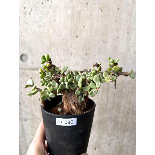 【現品限り】ケラリア・ピグマエア 現地株【AH80】 Ceraria pygmaea【植物】塊根植物...