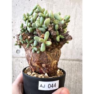 【現品限り】ケラリア・ピグマエア 現地株【AJ44】 Ceraria pygmaea【植物】塊根植物 夏型 コーデックス
