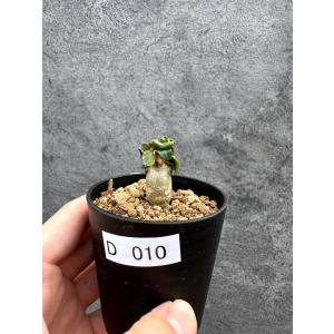 【現品限り】アデニウム・DHA 獅子葉 葉巻 美肌【D10】 Adenium DHA