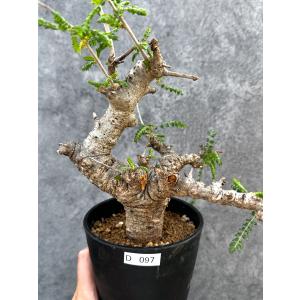 【現品限り】ボスウェリア・ネグレクタ 現地株【D97】 Boswellia neglecta