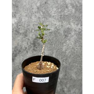 【現品限り】オペルクリカリア・パキプス 根挿し ...の商品画像