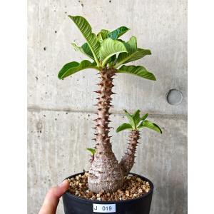 【現品限り】パキポディウム・ウィンゾリー 実生【J19】 Pachypodium windsorii