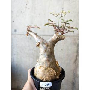 【現品限り】キフォステンマ・ベティフォルメ ナローリーフ 現地株 発根済み【J25】 Cyphostemma betiforme Somalia