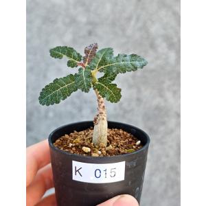 【現品限り】ボスウェリア・ナナ 実生【K15】 Boswellia nana
