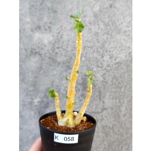 【現品限り】ドルステニア・ジプソフィラ 実生【K...の商品画像