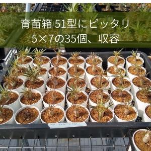 【プラ鉢】2.5号 プラスチック鉢 1個(白・...の詳細画像4