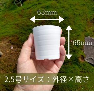 【プラ鉢】2.5号 プラスチック鉢 1個(白・...の詳細画像5