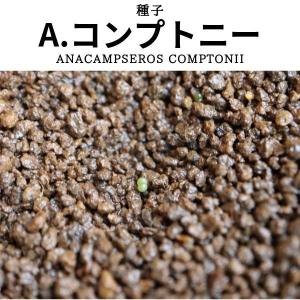 【種子】アナカンプセロス コンプトニー 5s Anacampseros comptonii｜plant-brothers