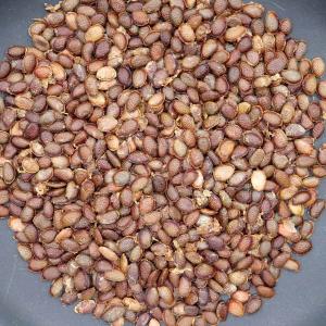 種子】アデニア・オバタ 5s Adenia ovata : プラント ブラザーズ