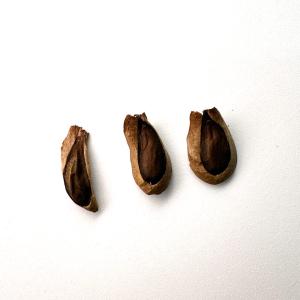 グラキリス種子 はみはみ　パキポディウム 種】パキポディウム・グラキリス Pachypodium / [2026年ロット] 象牙宮 その他