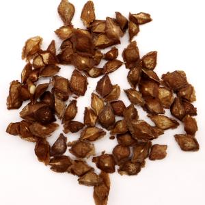 コーデックス：ボスウェリア ナナ*葉幅10cm 現品！一品限り : 遊恵