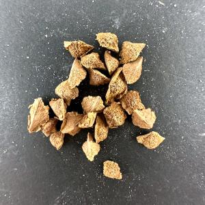 種子】ボスウェリア・アスプレニフォリア × ナナ 3s Boswellia