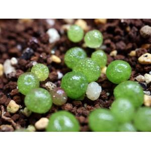 期間限定値下げ 農園直売 多肉植物 コノフィツム属 ブルゲリ 30-45頭