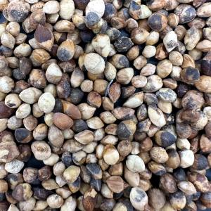 種子 ケラリア ピグマエア : 多肉植物のお店 彩香 Yahoo!店 - 通販