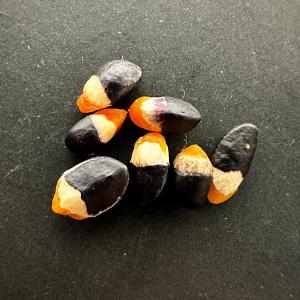 種子】ボスウェリア・アスプレニフォリア × ナナ 3s Boswellia
