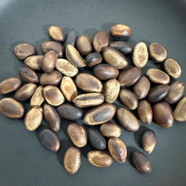 【種子】デロニクス・アダンソニオイデス 5s Delonix adansonioides