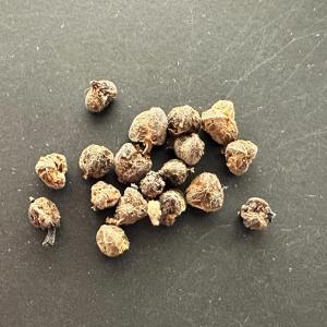 種子】ユーフォルビア・オベサ [現地採種] 5粒/Euphorbia obesa