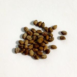 種子】ユーフォルビア・カリサナ 3s Euphorbia kalisana : プラント