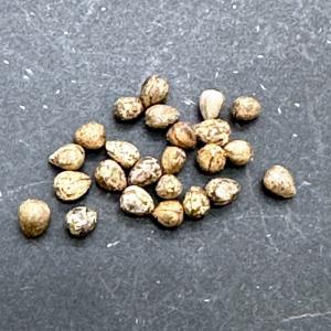 種子】パキポディウム・グラキリス 50粒セット Pachypodium gracilius